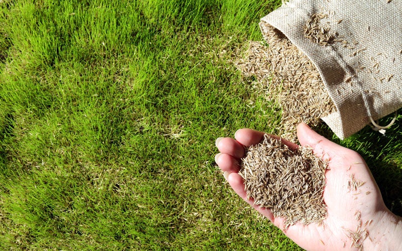 Grass Seed